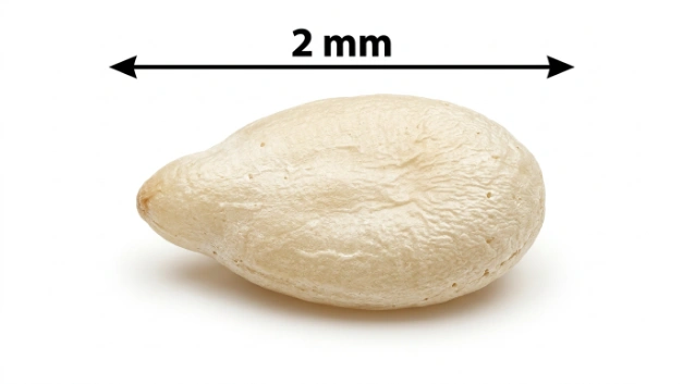 How Big Is 2mm