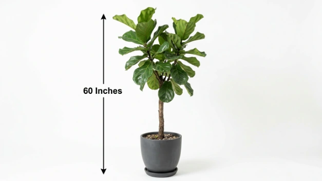 How Tall is 60 Inches