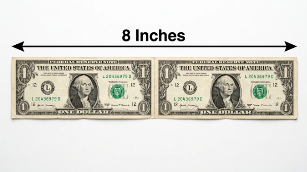 That Are 13 Inches Long